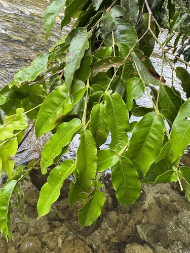 Syzygium hedraiophyllum, 2025-04-23