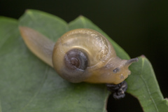 Helicarion perfragilis