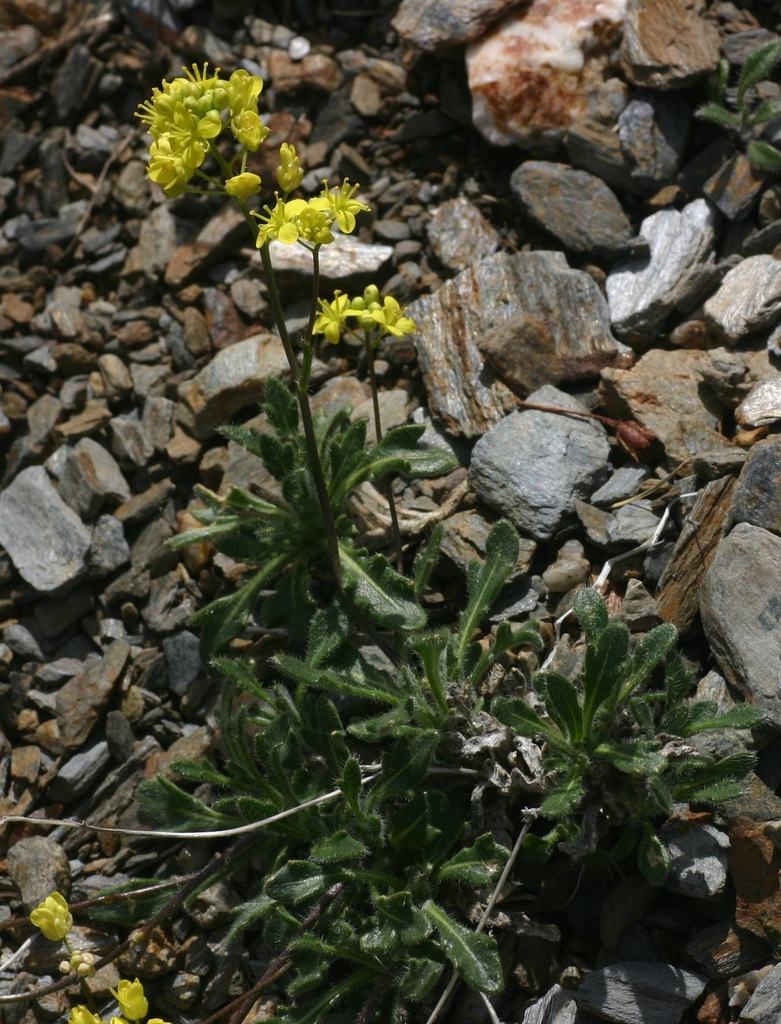 Biscutella intermedia