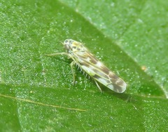 Eupteryx urticae