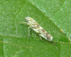 Eupteryx urticae