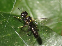 Crossocerus palmipes