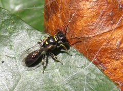 Crossocerus palmipes