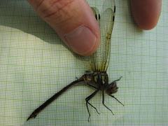 Somatochlora hineana
