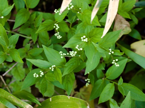 slender deutzia (Deutzia gracilis)