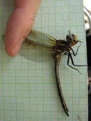 Somatochlora hineana