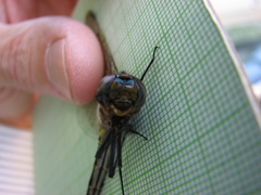Somatochlora hineana