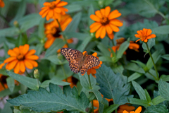 Euptoieta claudia