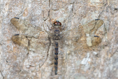 Tyriobapta torrida