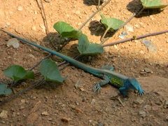 Cnemidophorus lemniscatus