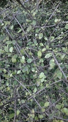 Coprosma areolata