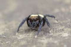 Thorelliola ensifera