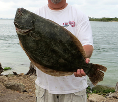 Paralichthys lethostigma