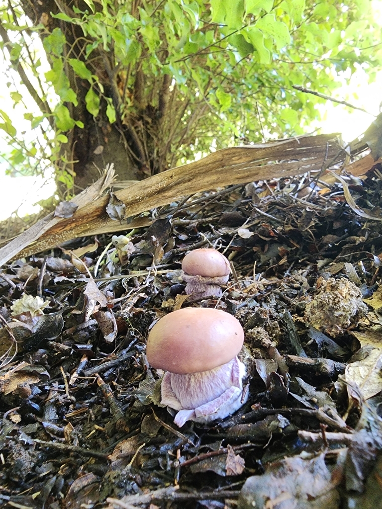 Collybia nuda · April 2025 · photo: © nicnation (iNaturalist, cc-by)