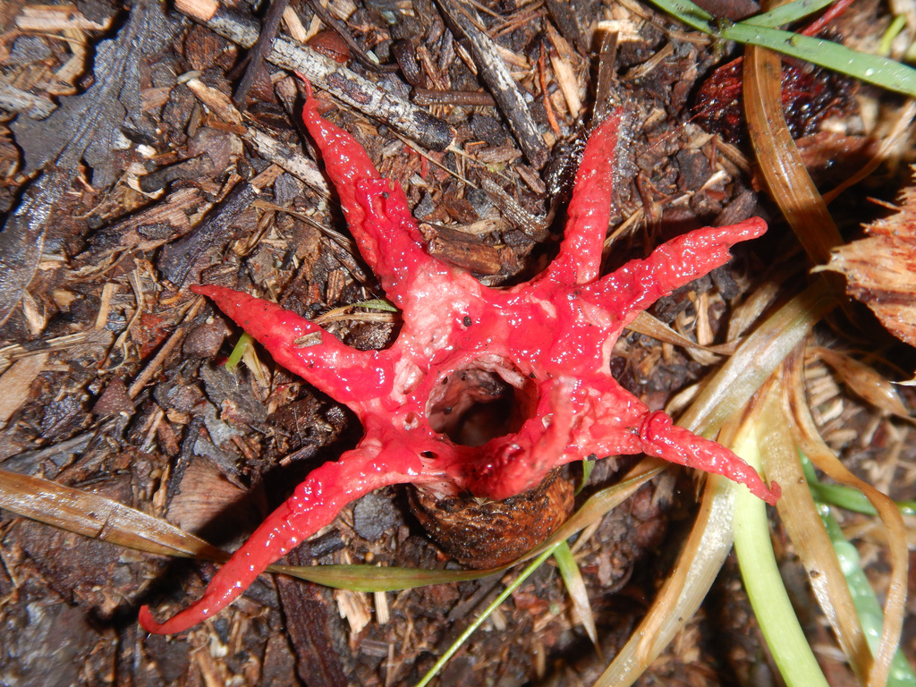 Aseroe rubra · April 2025 · photo: © jon_sullivan (iNaturalist, cc-by)