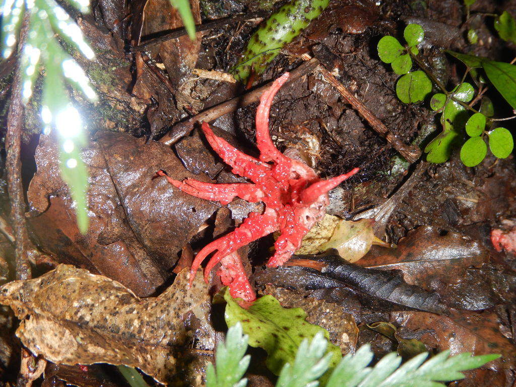 Aseroe rubra · April 2025 · photo: © jon_sullivan (iNaturalist, cc-by)
