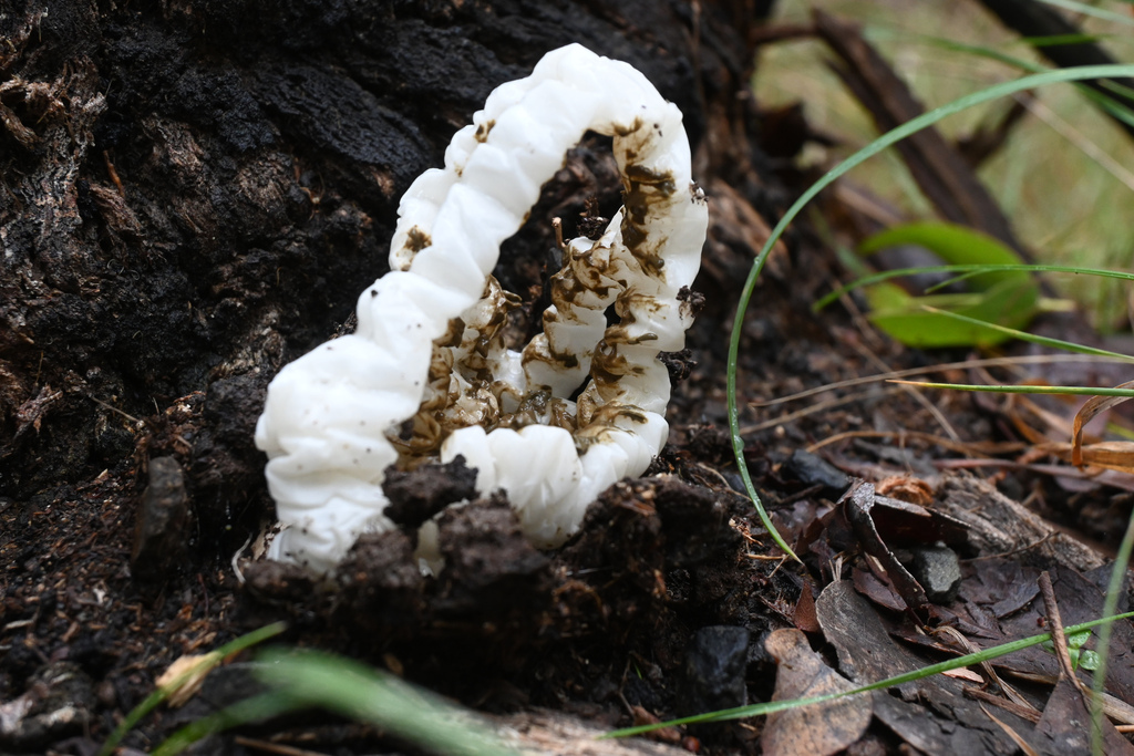 Ileodictyon cibarium · April 2025 · photo: © jon_sullivan (iNaturalist, cc-by)