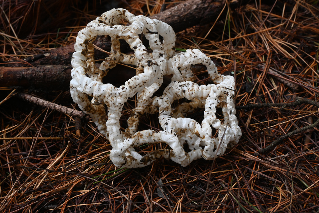 Ileodictyon cibarium · April 2025 · photo: © jon_sullivan (iNaturalist, cc-by)