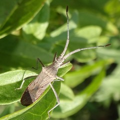 Chariesterus antennator