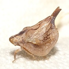 Mistharnophantia