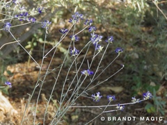 Psorothamnus scoparius