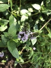 Mentha × piperita