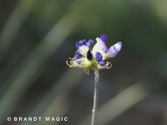 Psorothamnus scoparius