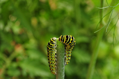 Papilio polyxenes