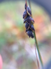 Carex pluriflora