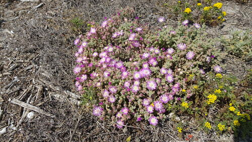 Image of Drosanthemum salicola by (c) Paul Emms, some rights reserved (CC BY-SA)