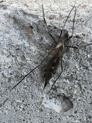 Tipula dorsimacula photo 5