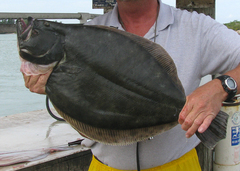 Paralichthys lethostigma