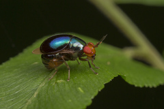 Celyphidae