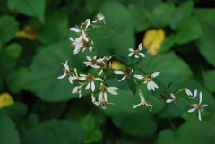 Eurybia schreberi