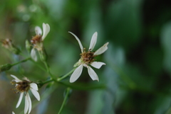 Eurybia schreberi