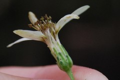 Eurybia schreberi