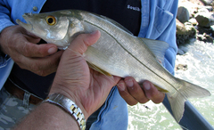 Centropomus parallelus