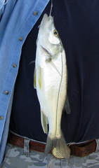 Centropomus parallelus