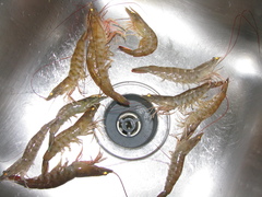 Penaeus aztecus