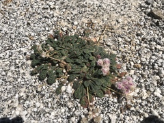 Calyptridium monospermum