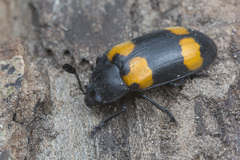 Episcapha quadrimacula