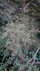 Coprosma areolata