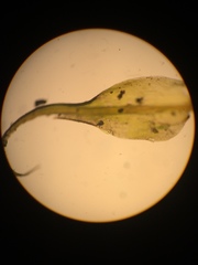 Hymenoloma crispulum