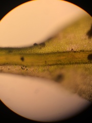 Hymenoloma crispulum