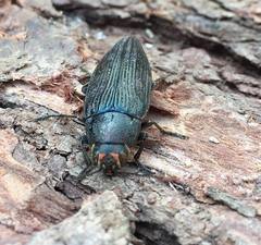 Buprestis lyrata