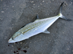 Scomberomorus regalis