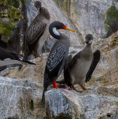 Poikilocarbo gaimardi