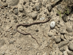Hypsiglena ochrorhynchus klauberi