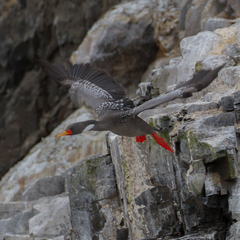 Poikilocarbo gaimardi