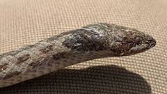 Hypsiglena ochrorhynchus klauberi